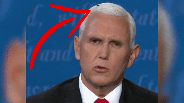 vice president mike pence had a fly land on him during his debate with Kamala harris.